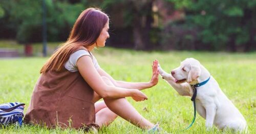 Puppy Behavior And Training