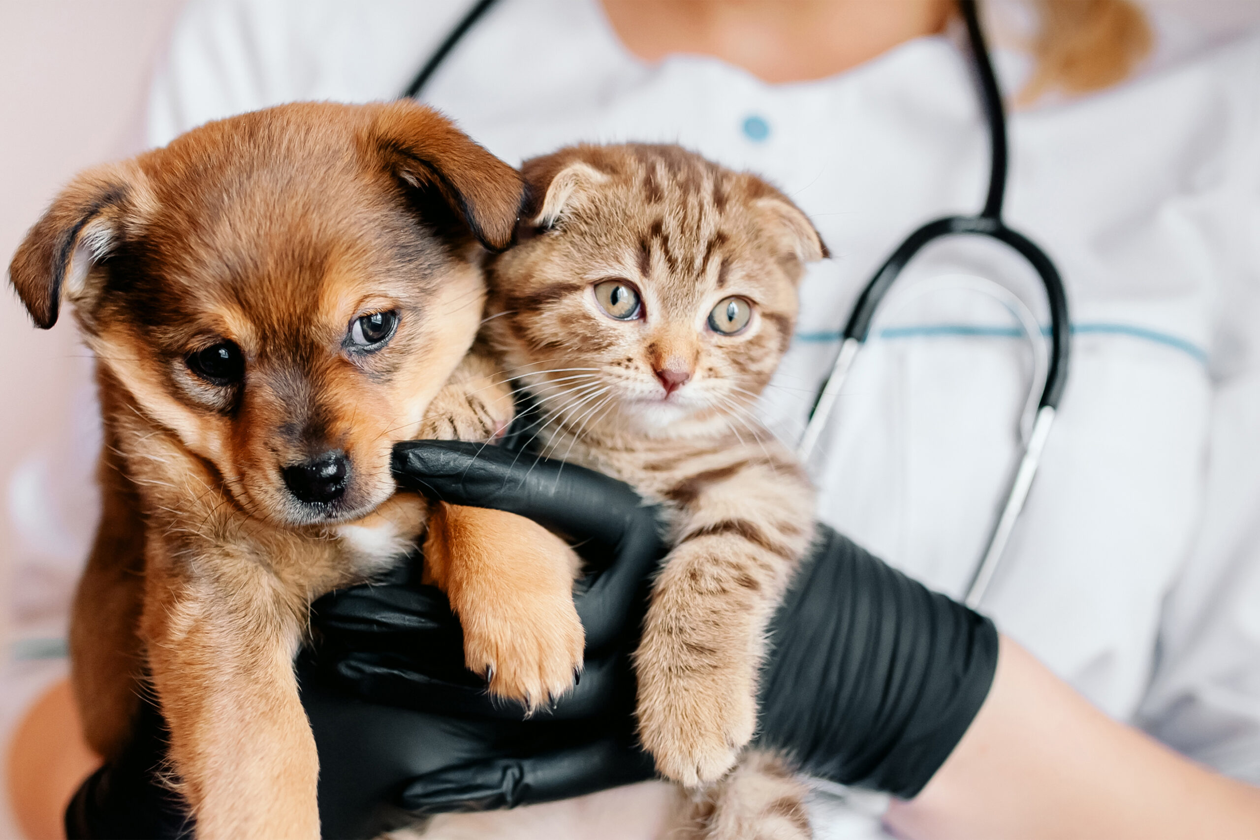 The role of deductibles in pet insurance